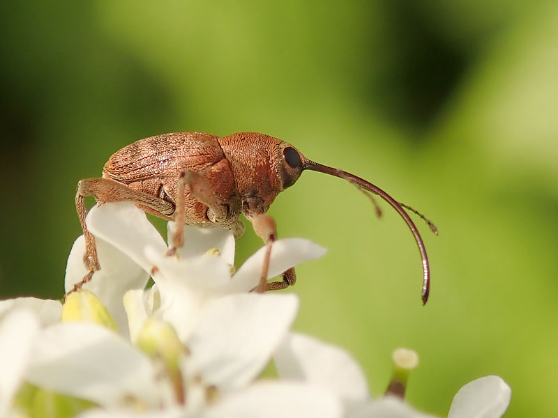 Curculionidae: Curculio quale?  Curculio glandium